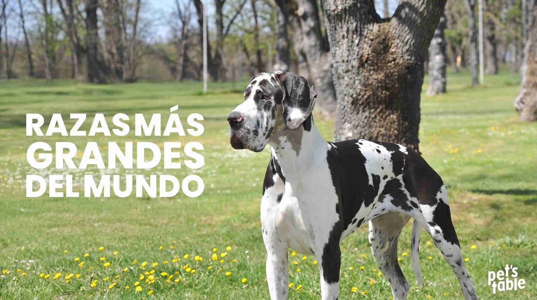 Conoce las 10 razas de perros más grandes del mundo - Pet's Table