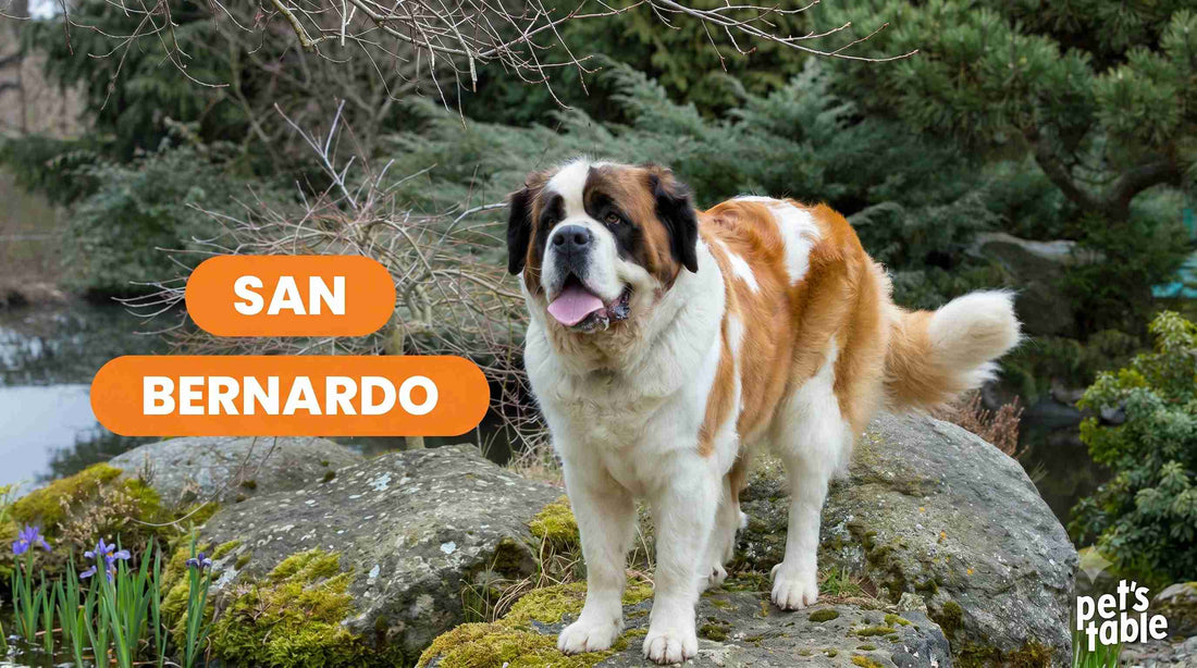 Conoce al San Bernardo, una raza única y cariñosa - Pet's Table