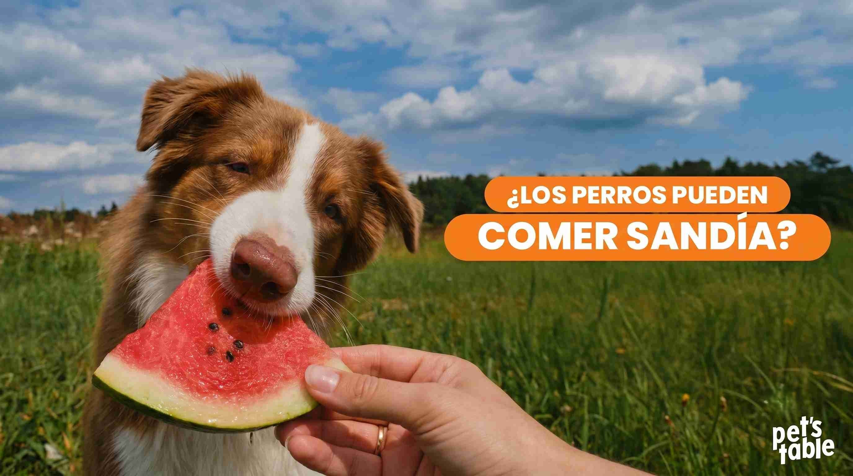 ¿Los perros pueden comer sandía? Descubre las vitaminas y el placer en cada bocado de esta fruta- Pet's Table