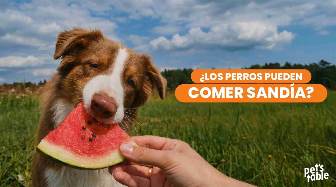 ¿Los perros pueden comer sandía? Descubre las vitaminas y el placer en cada bocado de esta fruta- Pet's Table