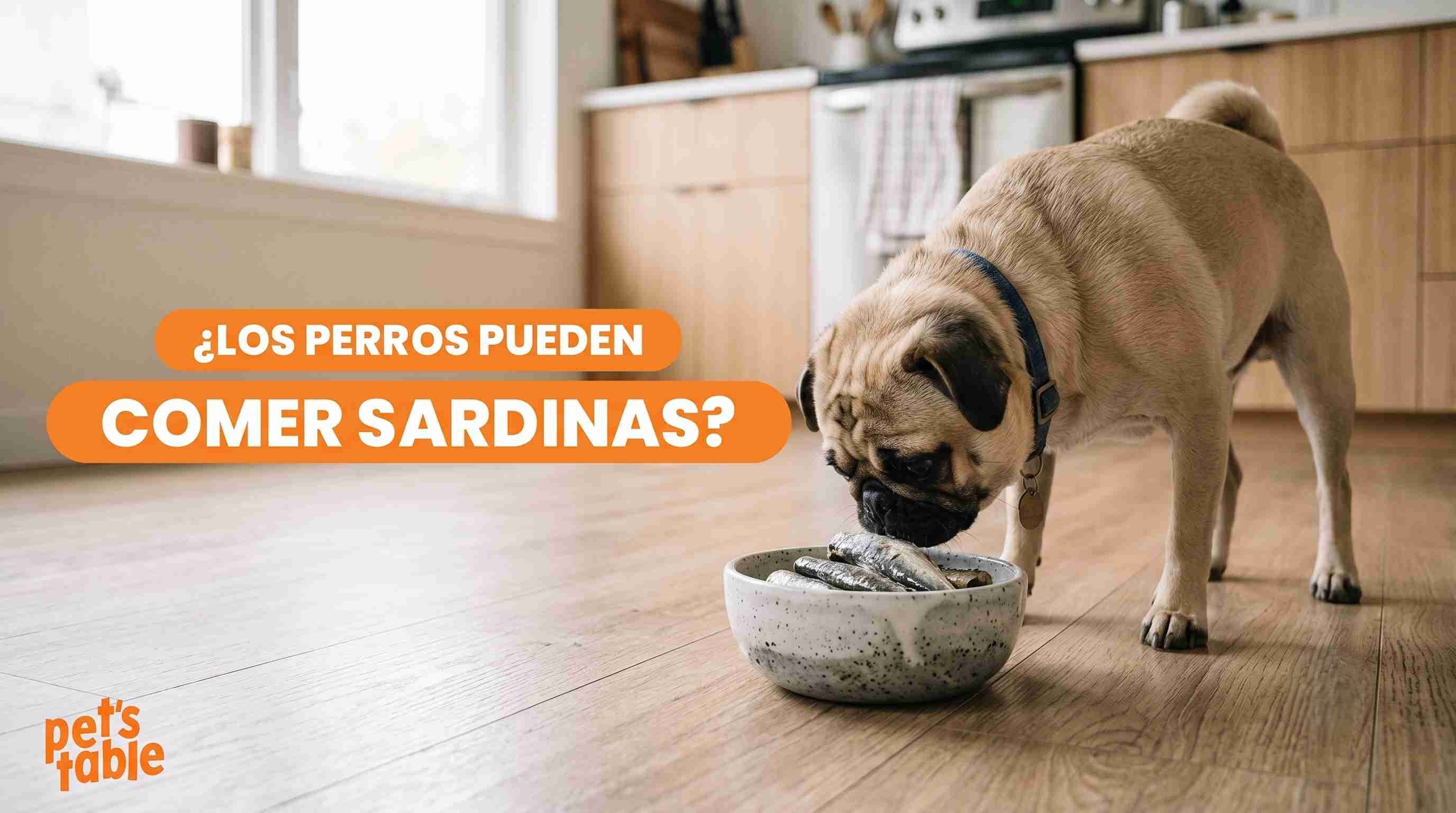 ¿Los perros pueden comer sardinas? Aquí te contamos sus beneficios y riesgos - Pet's Table
