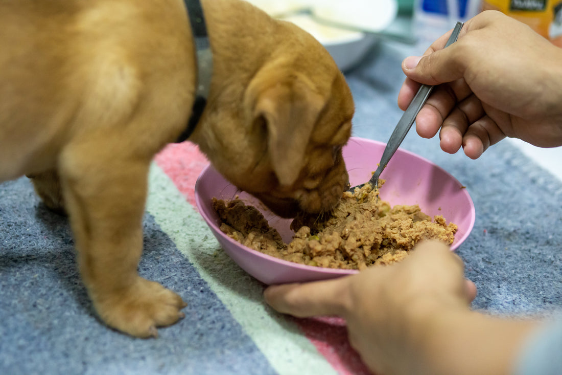 Descubre para qué sirve la dieta blanda para perros y cuándo es necesaria - Pet's Table