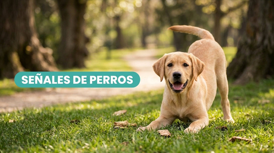 Conoce las señales de los perros y cómo interpretarlas claramente - Pet's Table