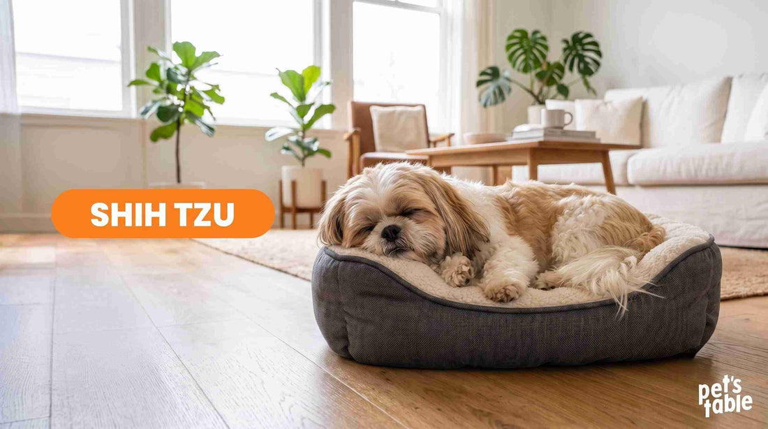 Conoce al Shih Tzu, una compañía ideal para familias pequeñas o parejas - Pet's Table
