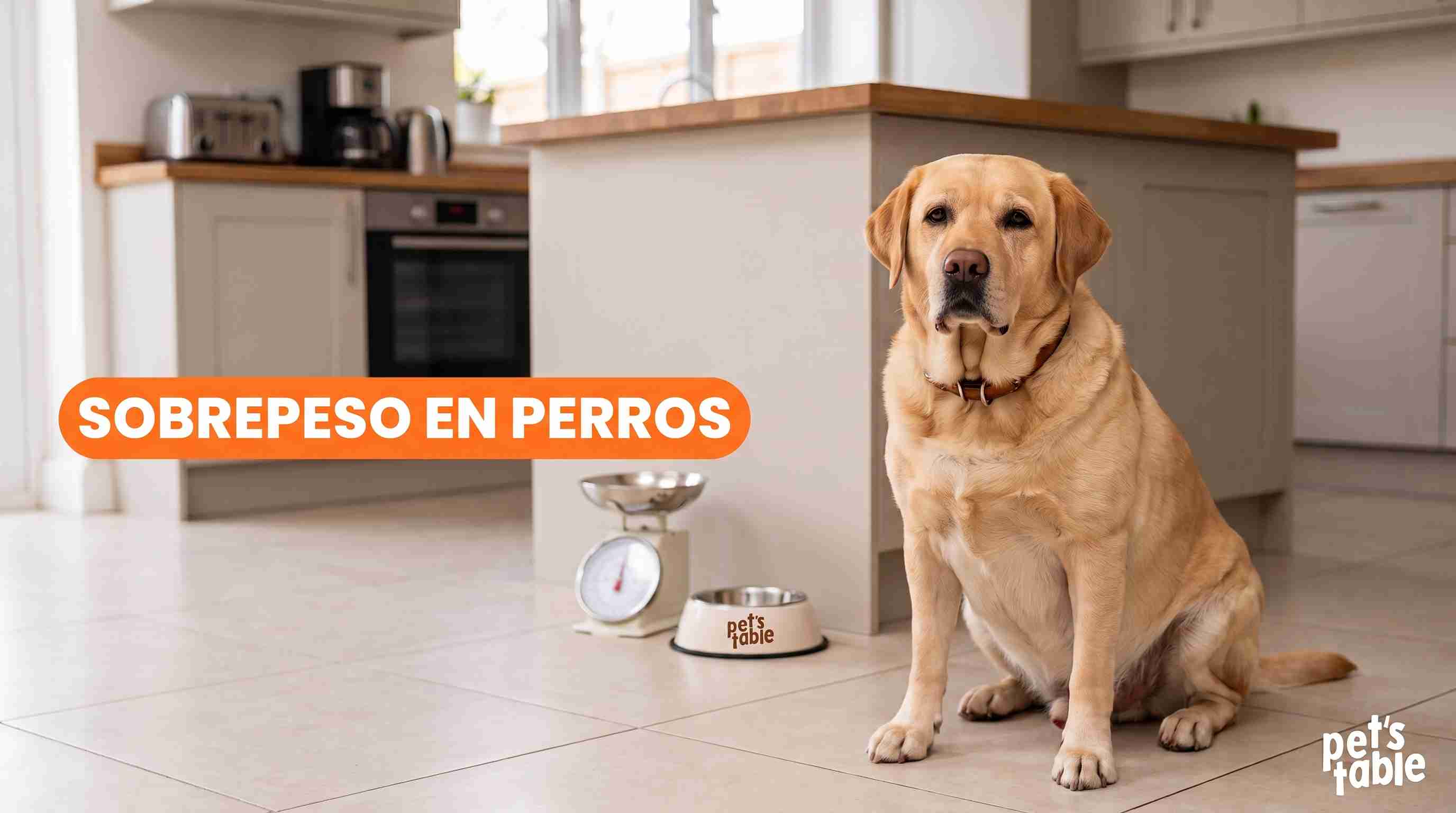 Sobrepeso en perros ¿Cómo prevenirlo y tratarlo naturalmente? - Pet's Table