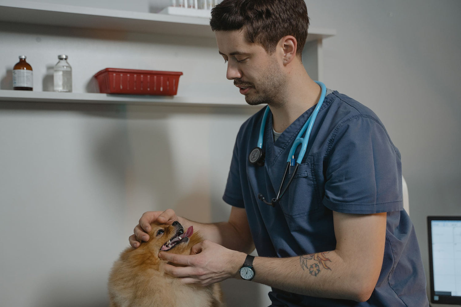 Visitas al veterinario sin estrés: consejos para calmar el miedo