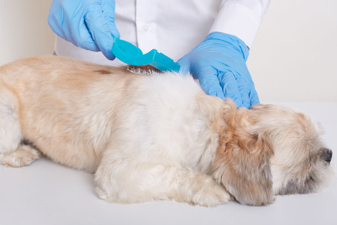 Descubre todo lo que está relacionado con las garrapatas y perros - Pet's Table