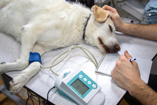 Esterilización de un perro: Todo lo que debes saber y conocer sobre este procedimiento - Pet's Table