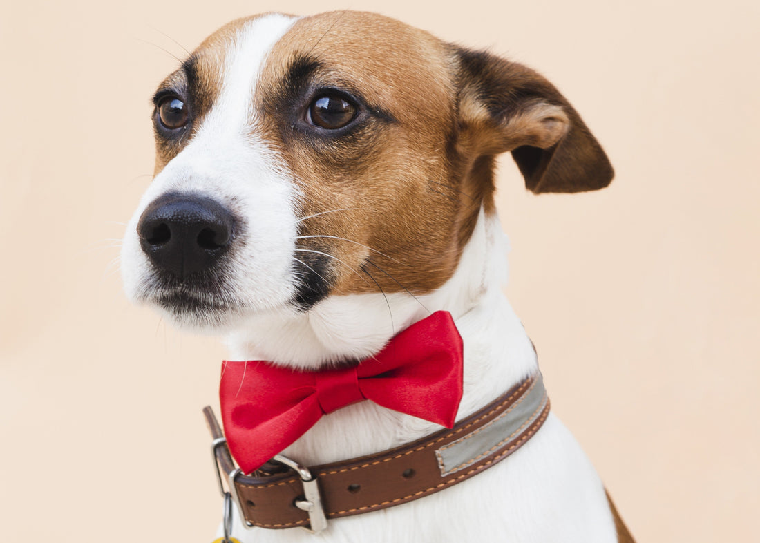 Collares para perros ¿Cómo personalizarlos de forma única? - Pet's Table