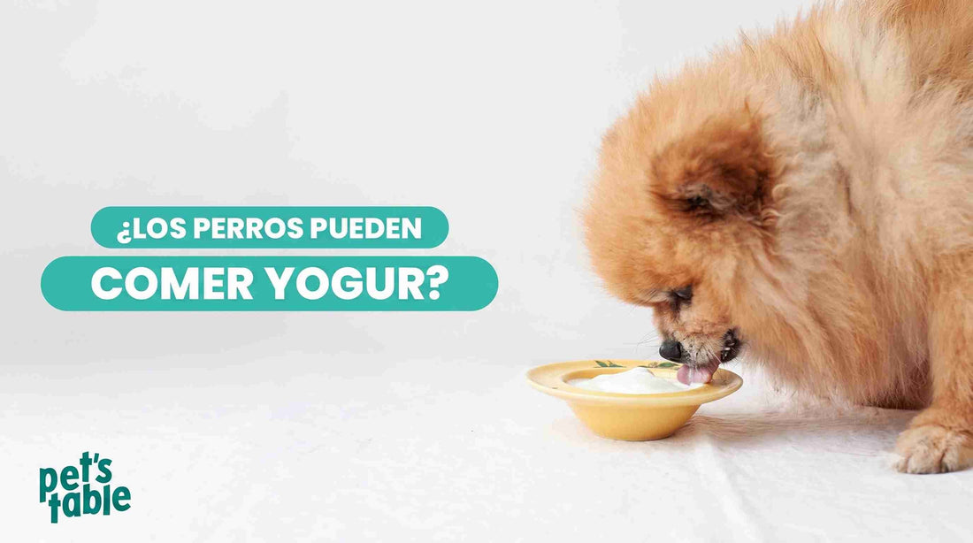 ¿Pueden comer yogur los perros? Aquí te contamos todo lo que debes saber sobre este alimento para tu perro - Pet's Table