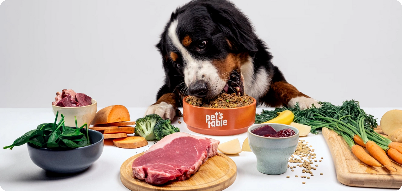 Bernez comiendo en un plato de petstable