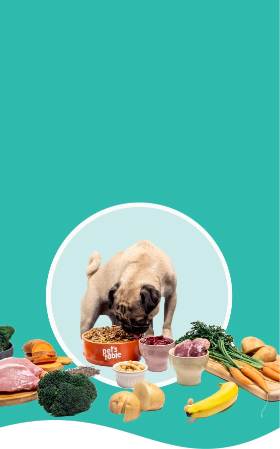 Pug comiendo en un plato de petstable 