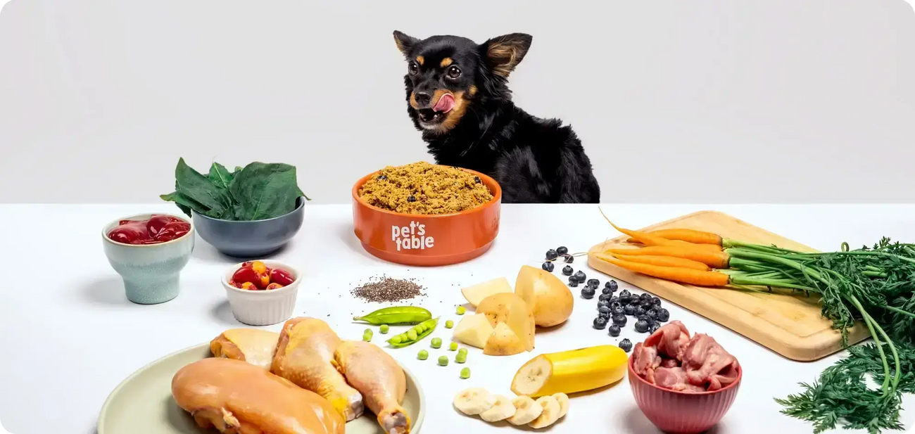 Perrito negro palandeandose un plato de Chicken Chase recipe