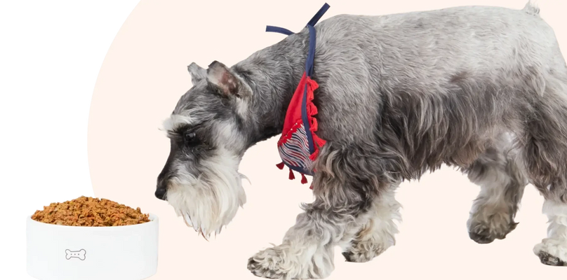 schnauzer comiendo