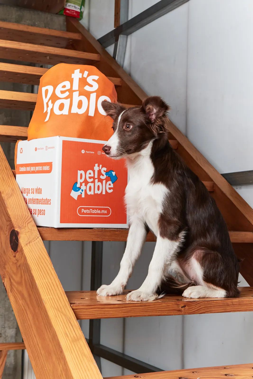 Perro junto a una caja de Pet's Table