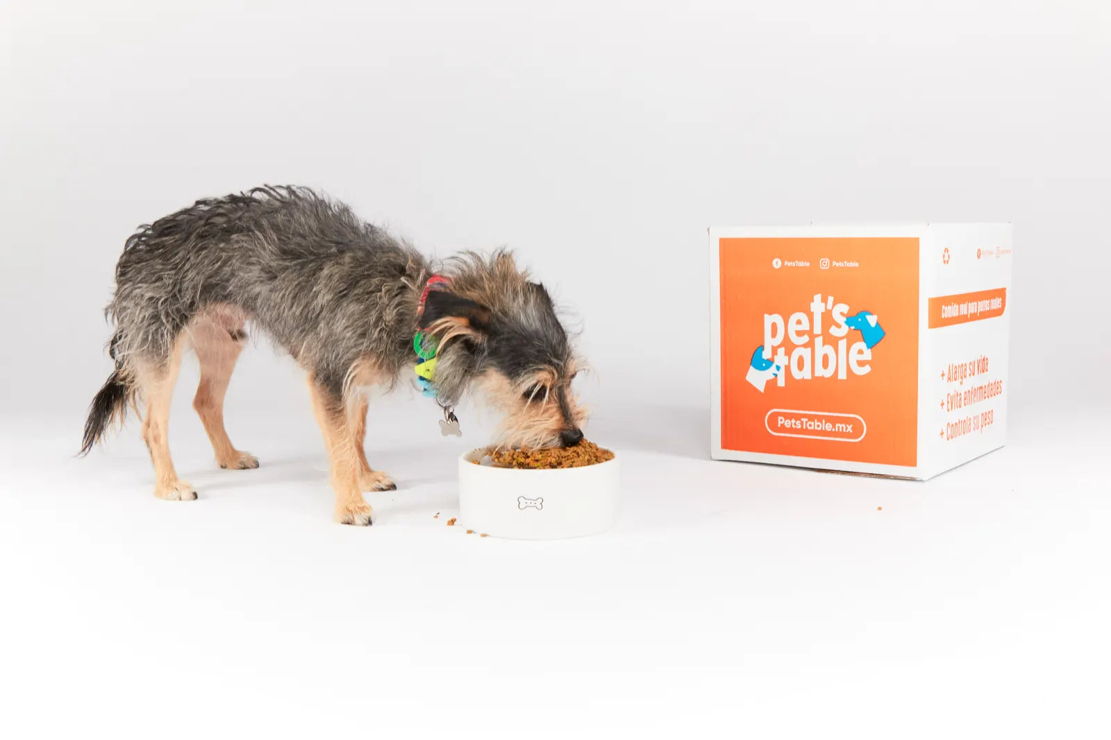 Perro comiendo Pet's Table de su plato, junto a la caja de entrega