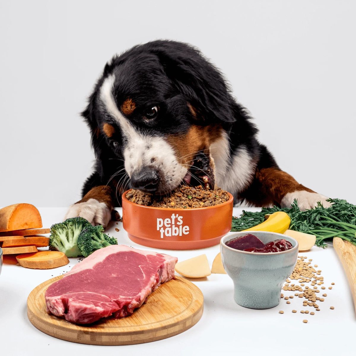 Perro comiendo Meat Festival, con los ingredientes de la receta alrededor